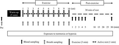 The Effects of Endurance Exercise in Hypoxia on Acid-Base Balance, Potassium Kinetics, and Exogenous Glucose Oxidation